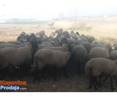 Prodajem stado 60 sjagnjenih ovaca - Fotografija 2/10