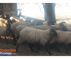 Prodajem stado 60 sjagnjenih ovaca - Fotografija 3/10