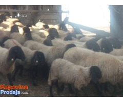 Prodajem stado 60 sjagnjenih ovaca - Fotografija 4/10