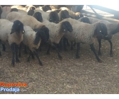 Prodajem stado 60 sjagnjenih ovaca - Fotografija 5/10