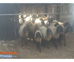 Prodajem stado 60 sjagnjenih ovaca - Fotografija 6/10