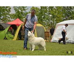 Beli švajcarski ovčar ,rezervacija štenaca  - Fotografija 4/10