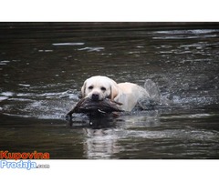 SLOBODNI ZA PARENJE Labradori - Fotografija 2/7