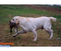 SLOBODNI ZA PARENJE Labradori - Fotografija 3/7