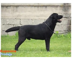 SLOBODNI ZA PARENJE Labradori - Fotografija 4/7