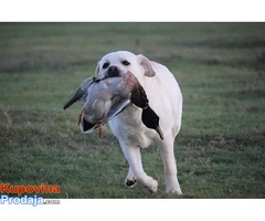 SLOBODNI ZA PARENJE Labradori - Fotografija 6/7