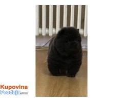 Chow chow - Cau cau musko stene - Fotografija 1/6