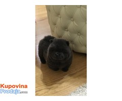 Chow chow - Cau cau musko stene - Fotografija 2/6