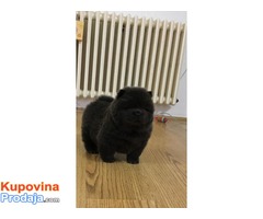 Chow chow - Cau cau musko stene - Fotografija 3/6