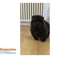 Chow chow - Cau cau musko stene - Fotografija 4/6