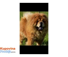 Chow chow - Cau cau musko stene - Fotografija 6/6