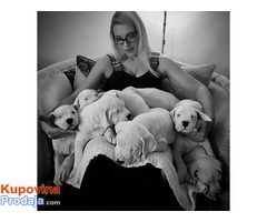 Dogo argentino stenci - Fotografija 8/8