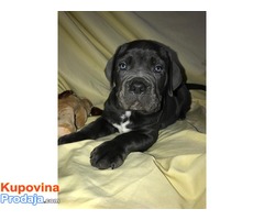 CANE CORSO - extra ponuda - Fotografija 2/10