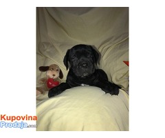 CANE CORSO - extra ponuda - Fotografija 8/10