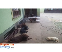 Labrador retriever stenci braon i crni - Fotografija 3/8