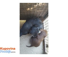 Labrador retriever stenci braon i crni - Fotografija 6/8