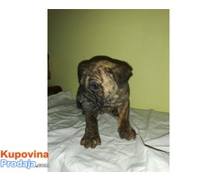 Presa CANARIO stenci izolzbenog kvaliteta - Fotografija 2/10
