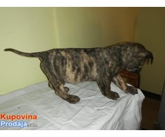 Presa CANARIO stenci izolzbenog kvaliteta - Fotografija 5/10