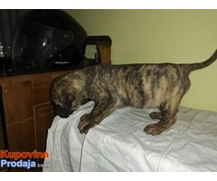 Presa CANARIO stenci izolzbenog kvaliteta - Fotografija 8/10