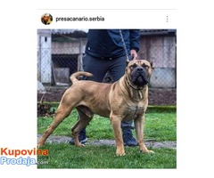 Presa CANARIO stenci izolzbenog kvaliteta - Fotografija 9/10