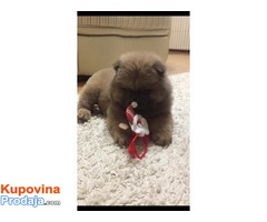 Chow chow - Cau cau musko stene - Fotografija 1/4