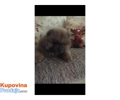 Chow chow - Cau cau musko stene - Fotografija 2/4