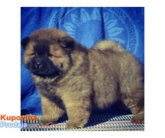 CHOW CHOW - tri prelepa muzjaka - Fotografija 1/4