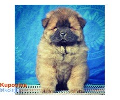 CHOW CHOW - tri prelepa muzjaka - Fotografija 3/4