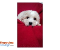 Prelepi stenci Coton de Tulear - Fotografija 1/6