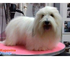 Prelepi stenci Coton de Tulear - Fotografija 3/6