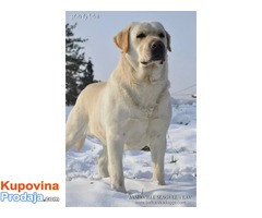 SLOBODNI ZA PARENJE Labradori - Fotografija 1/5