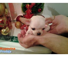 Mini chivavice od izuzetno sitnih roditelja - Fotografija 2/9