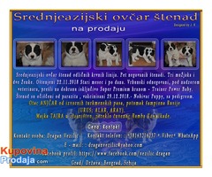 Srednjeazijski ovčar štenad - Fotografija 1/6