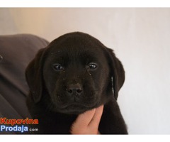 LABRADOR RETRIVER stenci izlozbenog potencijala - Fotografija 3/9