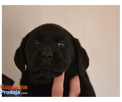 LABRADOR RETRIVER stenci izlozbenog potencijala - Fotografija 4/9