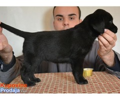 LABRADOR RETRIVER stenci izlozbenog potencijala - Fotografija 6/9