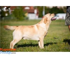 LABRADOR RETRIVER stenci izlozbenog potencijala - Fotografija 8/9