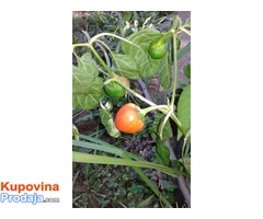 Pomorandzica ljuta papricica seme Pomorandzica ljuta papricica seme