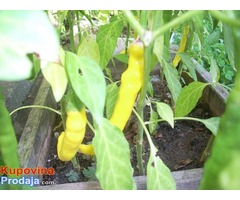 Zuta feferona ljuta papricica Zuta feferona ljuta papricica