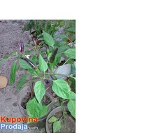 Ljubicasta ljuta papricica Iglica Ljubicasta ljuta papricica Iglica