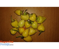 Bela baburica ljuta papricica Bela baburica ljuta papricica
