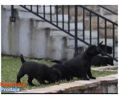 Stenci CISTOKRVNIH LABRADORA - Fotografija 1/7