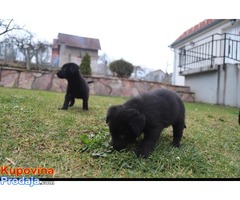 Stenci CISTOKRVNIH LABRADORA - Fotografija 2/7