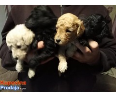 Toj pudla (Toy Poodle) - Fotografija 1/5