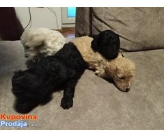 Toj pudla (Toy Poodle) - Fotografija 2/5