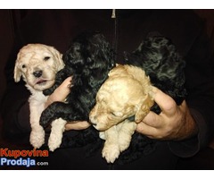 Toj pudla (Toy Poodle) - Fotografija 3/5