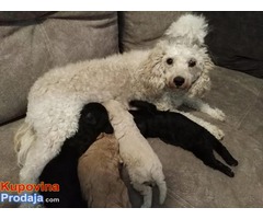 Toj pudla (Toy Poodle) - Fotografija 4/5