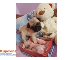 MOPS - zenska stenad