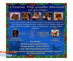 Crvena Toy pudla štenad - Fotografija 1/10