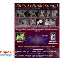Sibirski Haski štenad - Fotografija 1/9